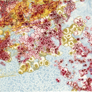 Lichens by Heather Page is a 6” square silkscreen, intaglio, and lithograph monoprint on paper of a cloud-like composition of lacy lichens in red, gold, and blue