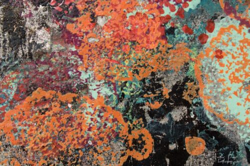 Detail of Le Pyrocumulus by Heather Page, a 25.75” by 15” by 2” silkscreen on panel of a mass of red, orange, seafoam, & blue lichens on a black & silver ground
