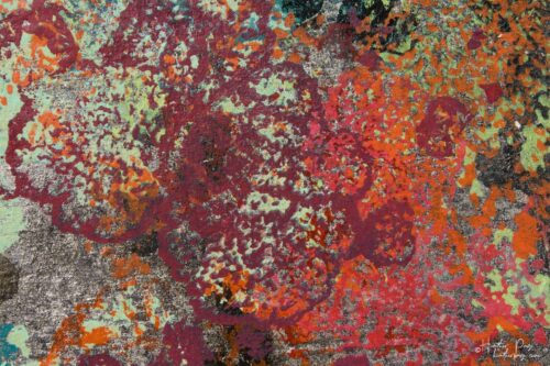Detail of Le Pyrocumulus by Heather Page, a 25.75” by 15” by 2” silkscreen on panel of a mass of red, orange, seafoam, & blue lichens on a black & silver ground