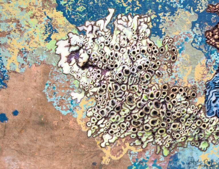 Detail of La Tempête by Heather Page, a 20” by 26” by 2” silkscreen, painting, woodburning, & collage on panel of a cluster of blue lichens on a copper ground