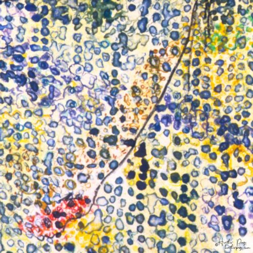 Detail of IX / Twelve by Heather Page, an 11 1/8” by 10 3/4” monotype on paper of speckled stripes in blue, gold, and green, capped in a section of blue spots