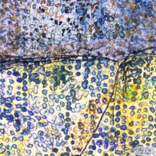 Detail of IX / Twelve by Heather Page, an 11 1/8” by 10 3/4” monotype on paper of speckled stripes in blue, gold, and green, capped in a section of blue spots