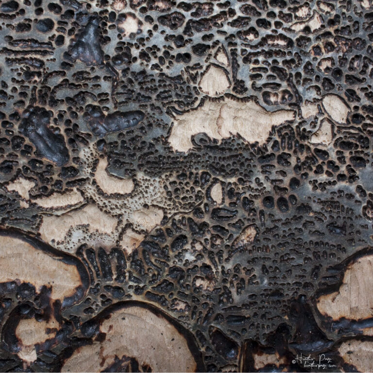 Detail of keyblock wood block for Queen’s Lace / Women's Work by Heather Page, a 15" square relief print of intricate looping lacework of lichens & fossils