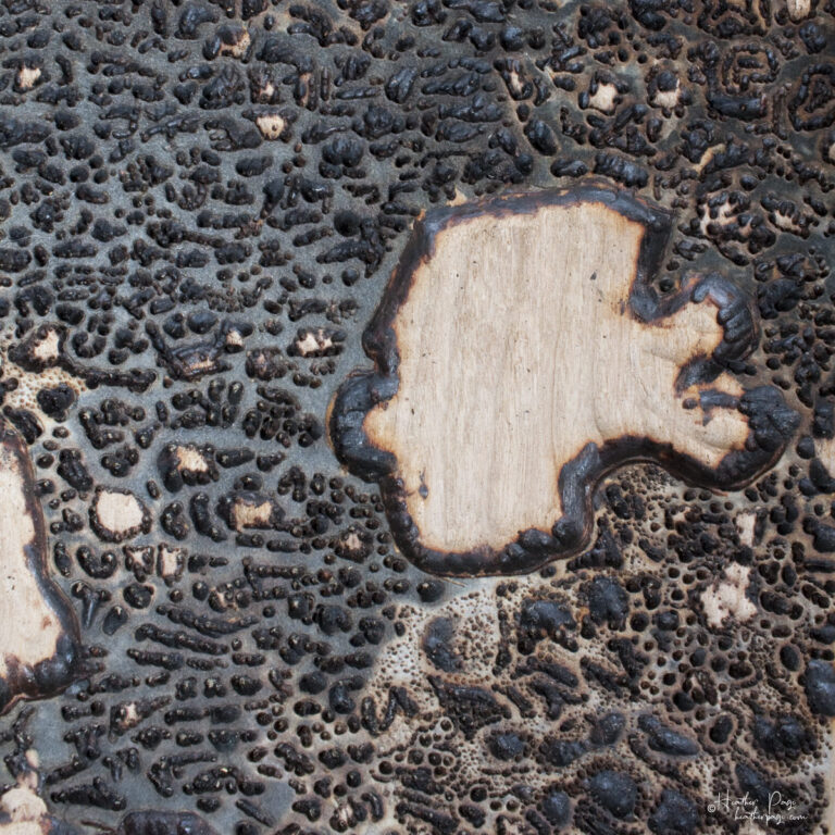 Detail of keyblock wood block for Queen’s Lace / Women's Work by Heather Page, a 15" square relief print of intricate looping lacework of lichens & fossils