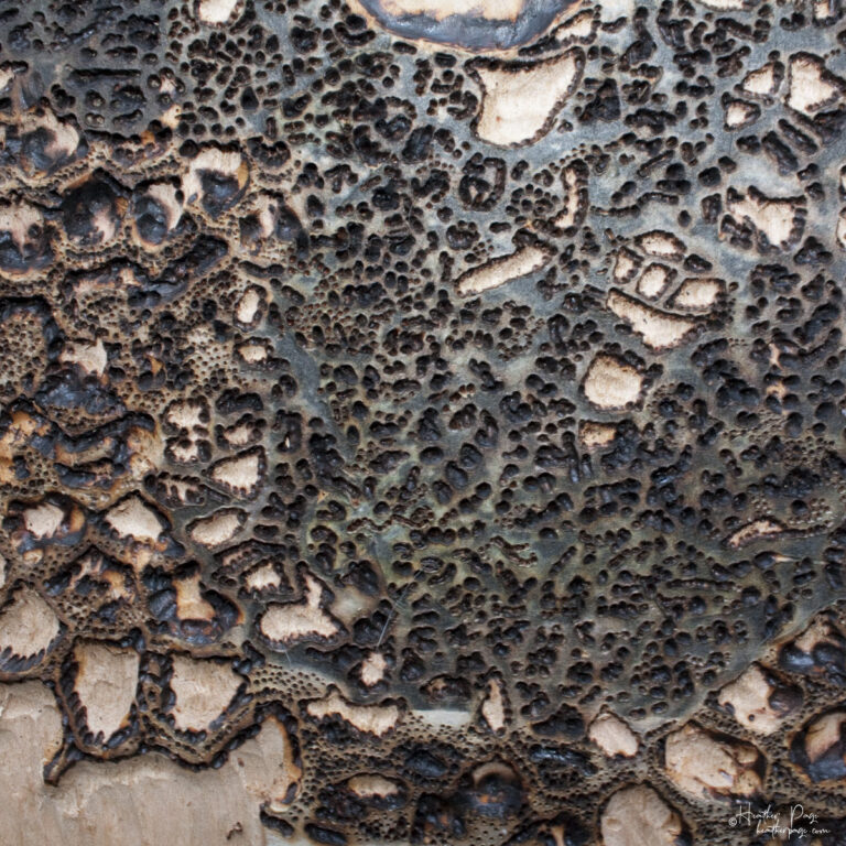 Detail of keyblock wood block for Queen’s Lace / Women's Work by Heather Page, a 15" square relief print of intricate looping lacework of lichens & fossils